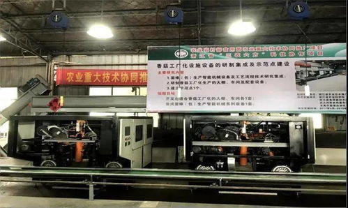 科技引領(lǐng)，協(xié)同創(chuàng)新 香菇工廠化生產(chǎn)開(kāi)啟共同富裕新篇章